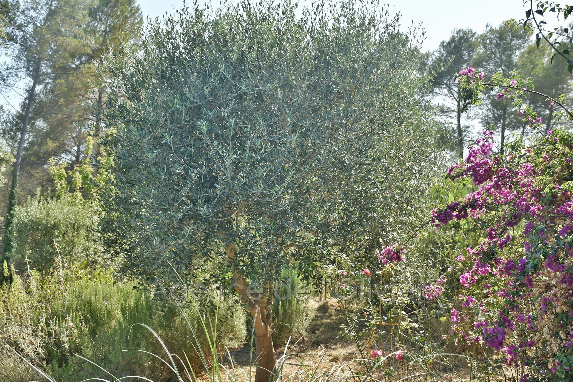 Vente Maison à Biot 9 pièces