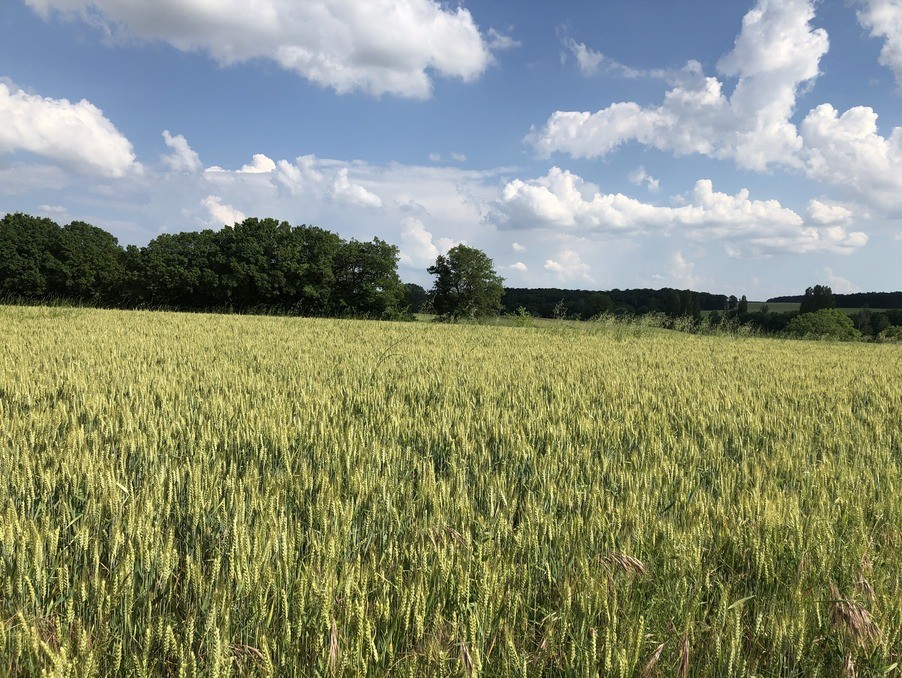 Vente Terrain à Sainte-Maure-de-Touraine 0 pièce