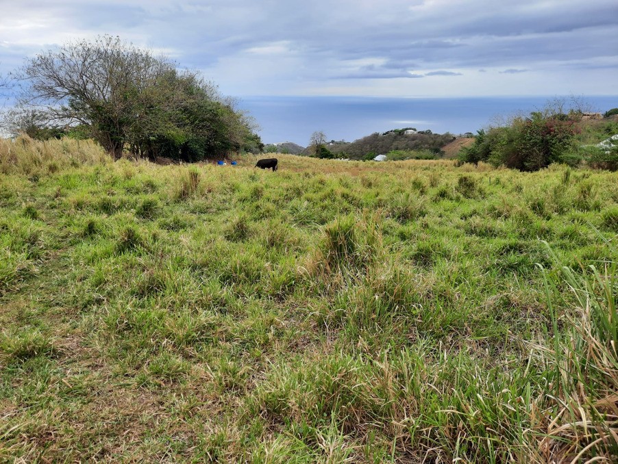 Vente Terrain à le Carbet 0 pièce