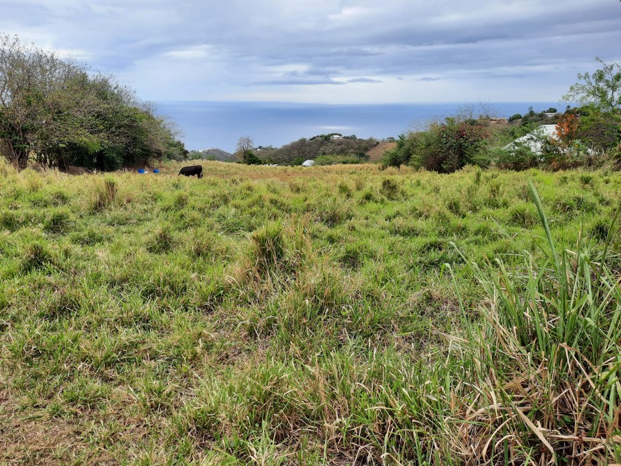 Vente Terrain à le Carbet 0 pièce