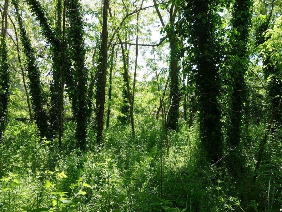 Vente Terrain à Blaye 0 pièce