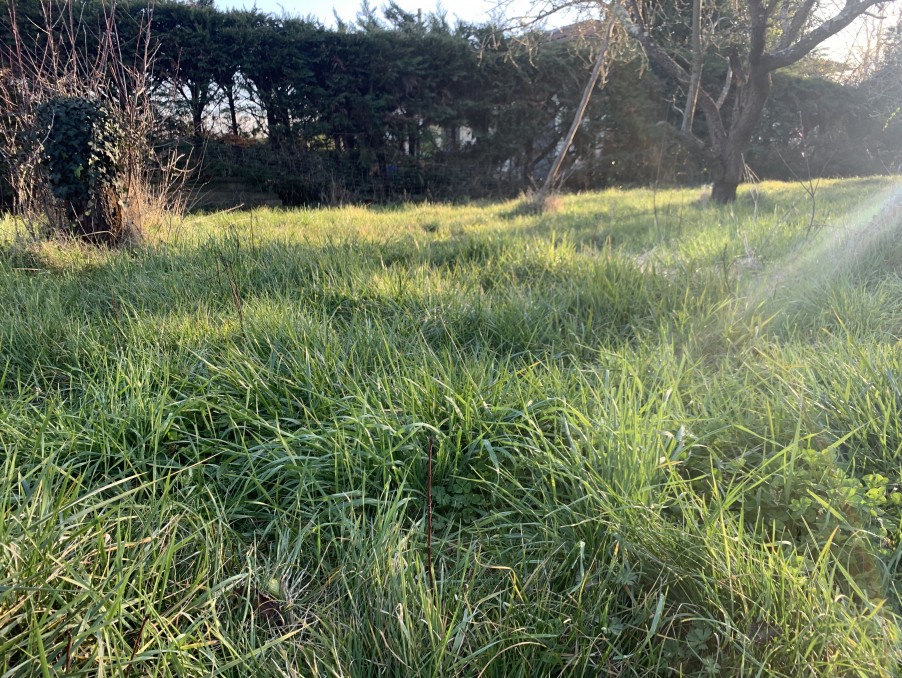 Vente Terrain à Eaunes 0 pièce