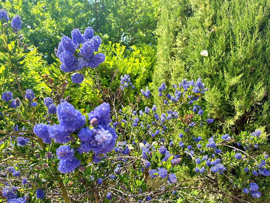 Vente Maison à Vaison-la-Romaine 8 pièces