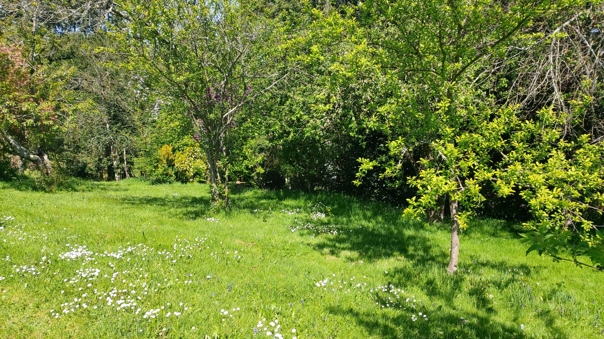 Vente Terrain à Boisseuil 0 pièce