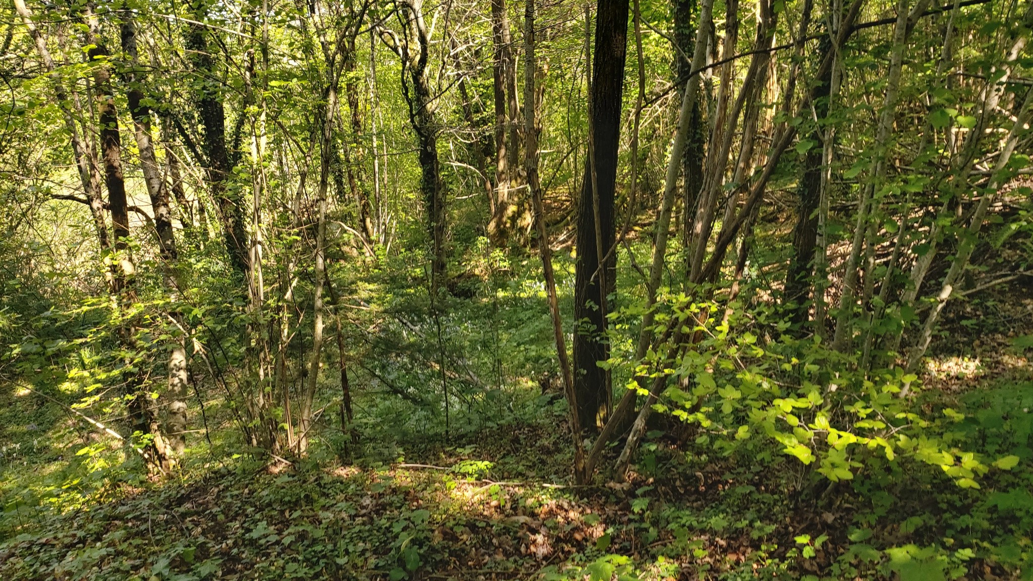 Vente Terrain à Boisseuil 0 pièce