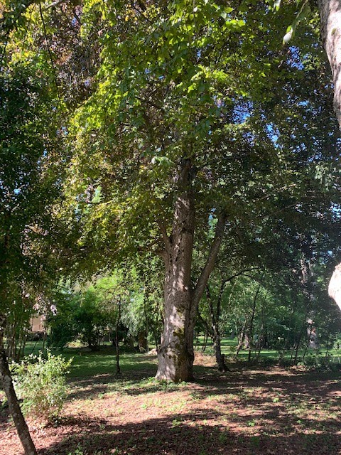 Vente Terrain à Vigneulles-lès-Hattonchâtel 0 pièce