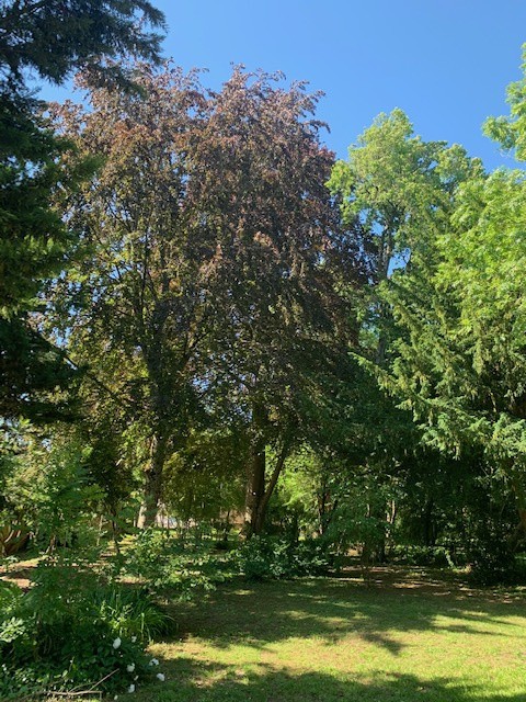 Vente Terrain à Vigneulles-lès-Hattonchâtel 0 pièce