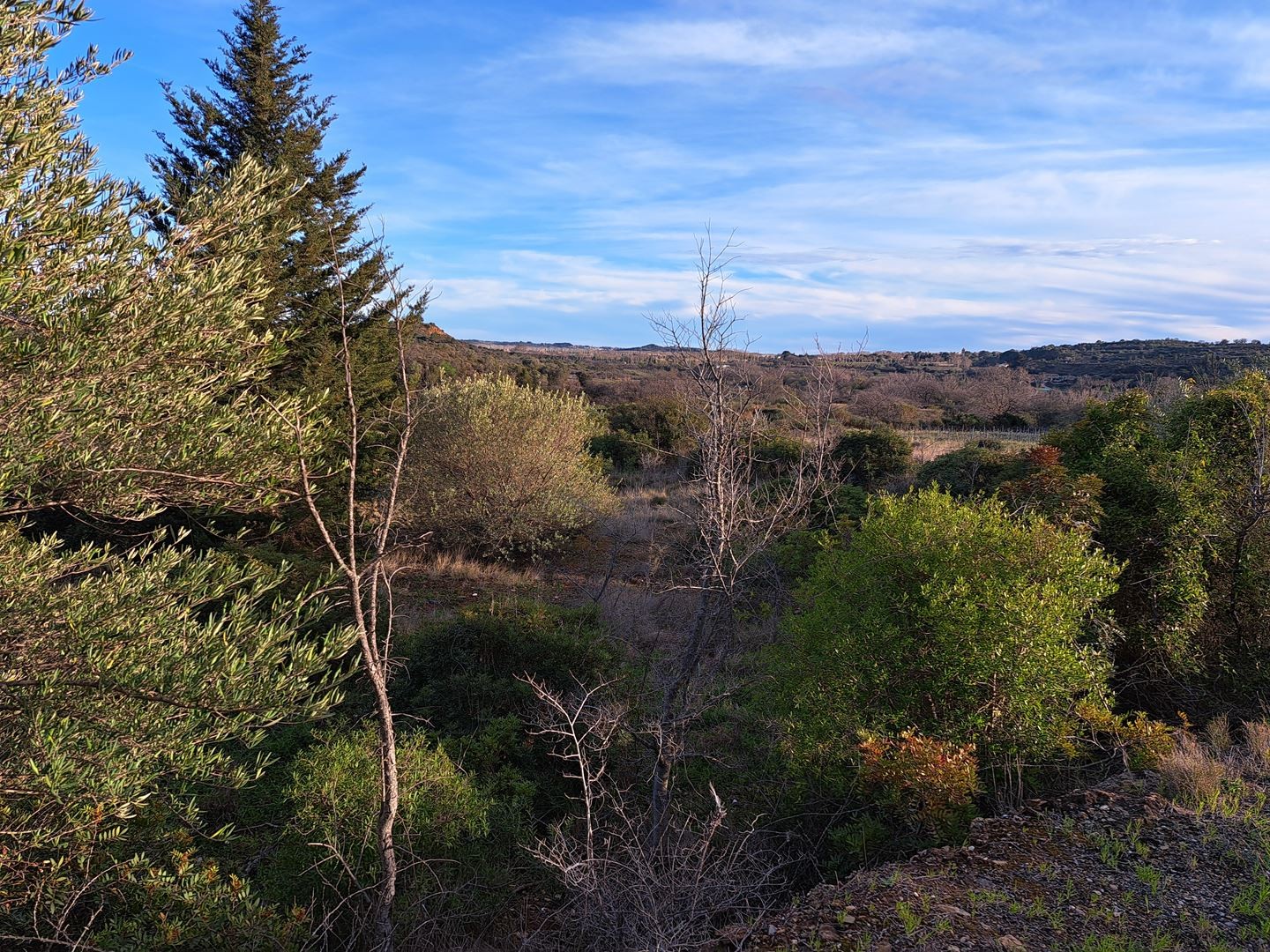 Vente Terrain à Pézenas 0 pièce