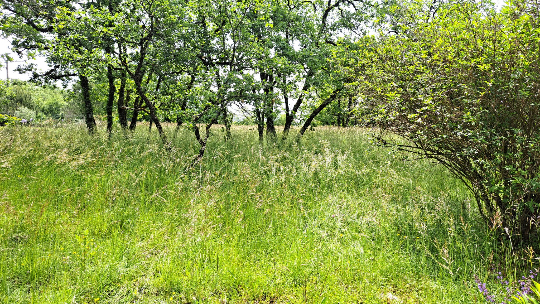 Vente Terrain à Caylus 0 pièce