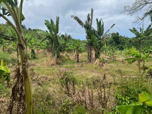 Vente Terrain à le Lorrain 0 pièce