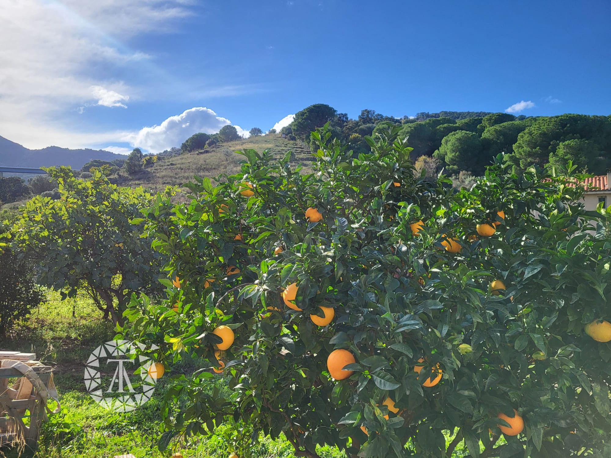 Vente Terrain à Collioure 0 pièce