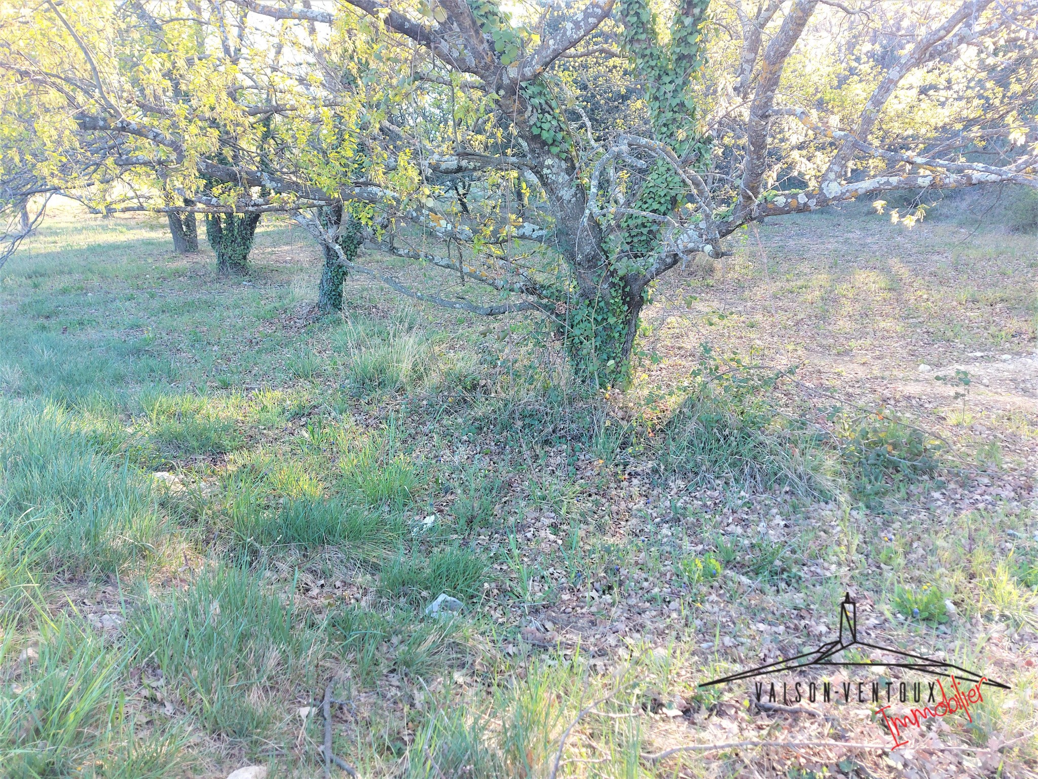 Vente Terrain à Vaison-la-Romaine 0 pièce