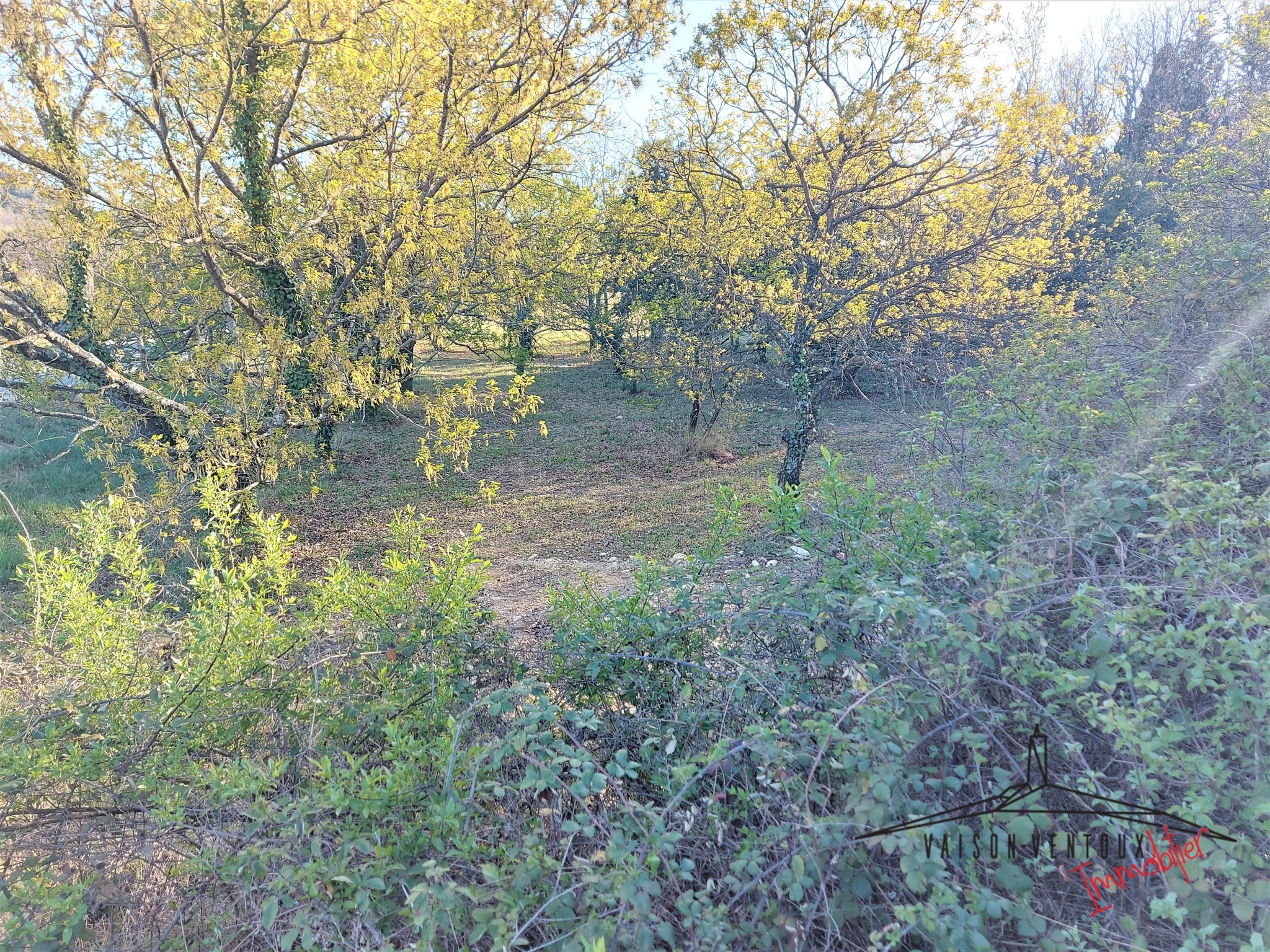 Vente Terrain à Vaison-la-Romaine 0 pièce