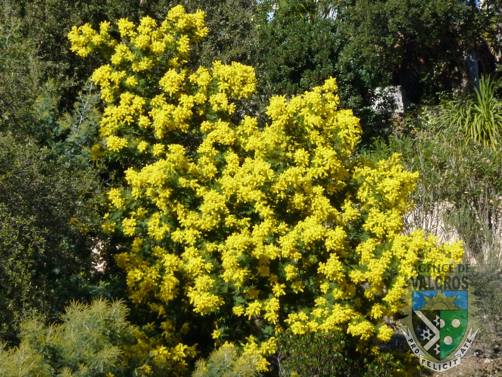 Vente Maison à la Londe-les-Maures 6 pièces