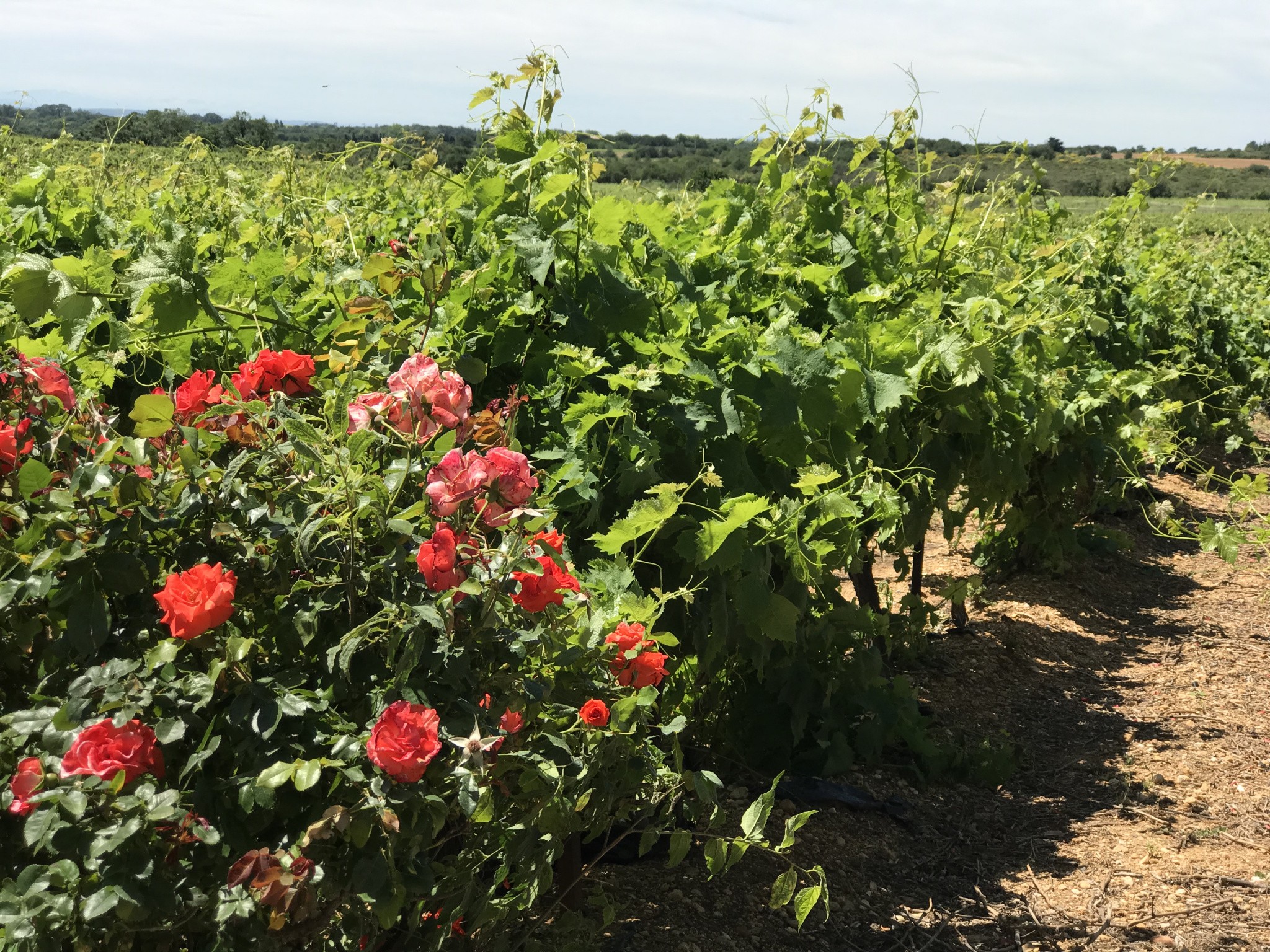 Vente Maison à Agde 25 pièces