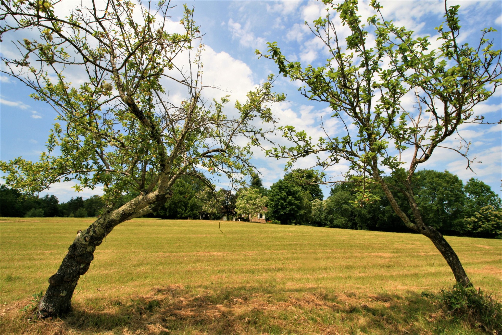 Vente Maison à les Eyzies-de-Tayac-Sireuil 9 pièces