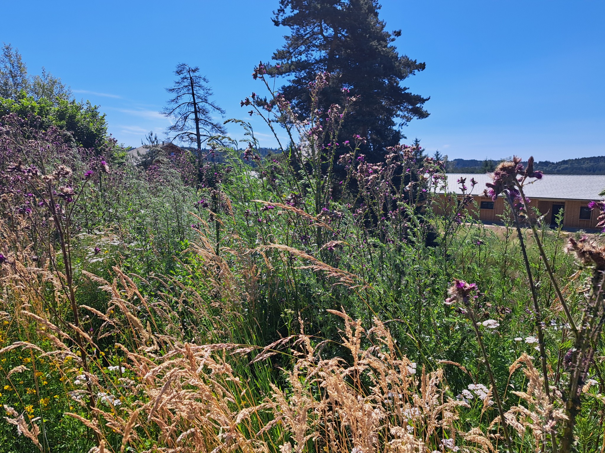 Vente Terrain à le Chambon-sur-Lignon 0 pièce