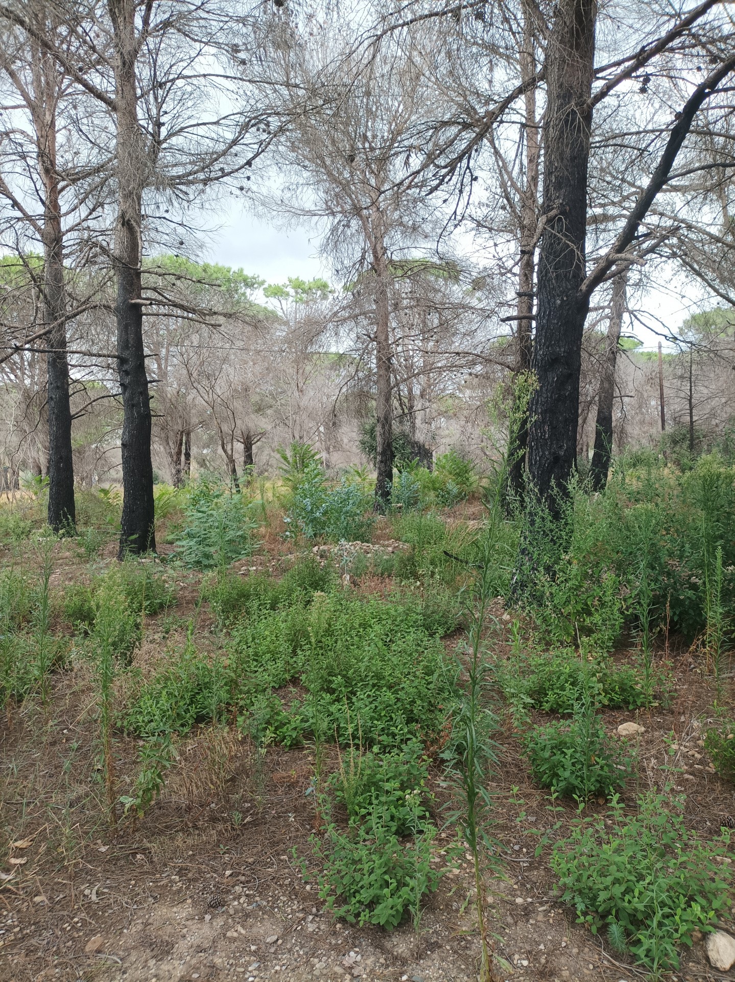 Vente Terrain à Argelès-sur-Mer 0 pièce