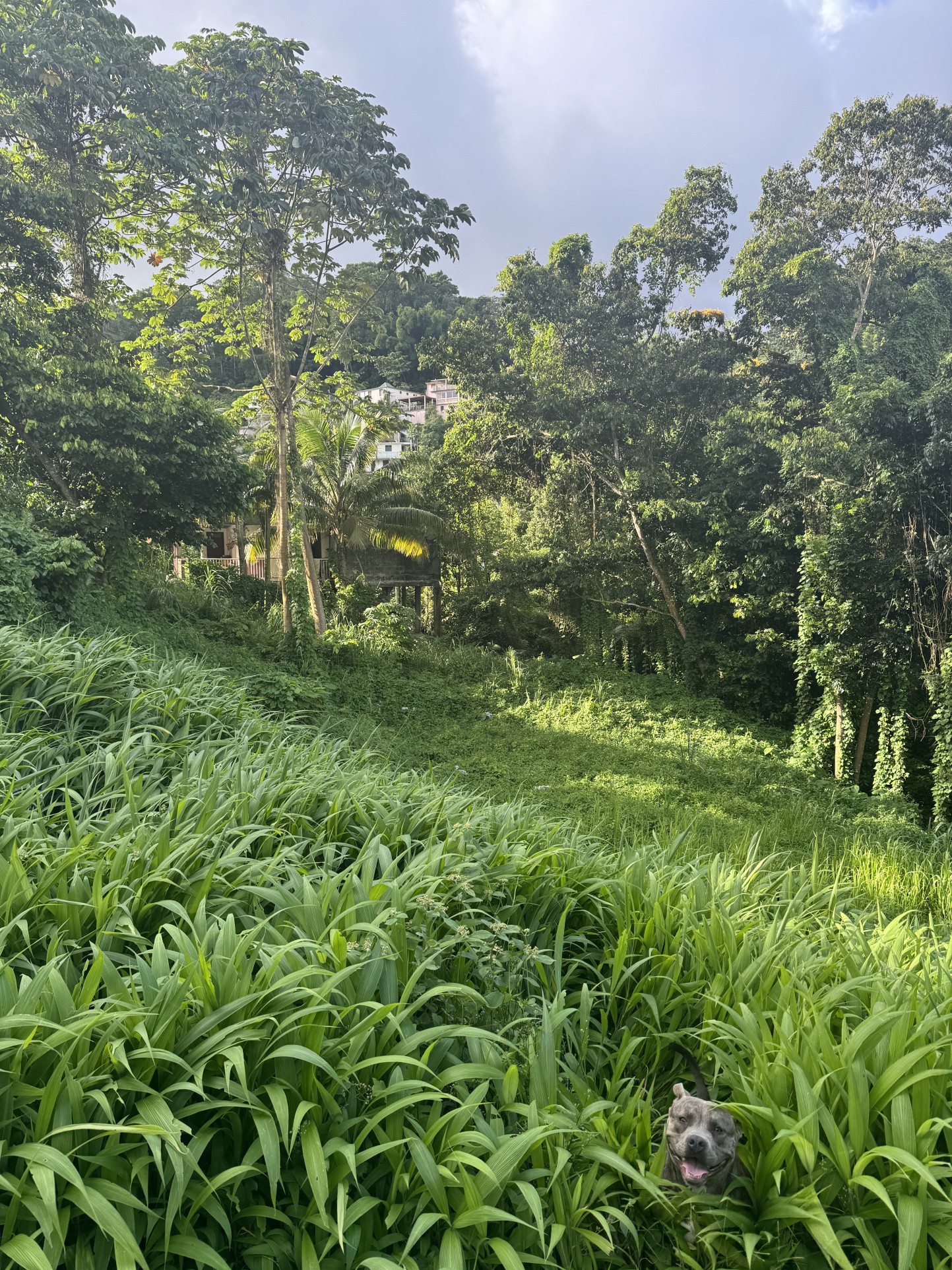 Vente Terrain à Fort-de-France 0 pièce