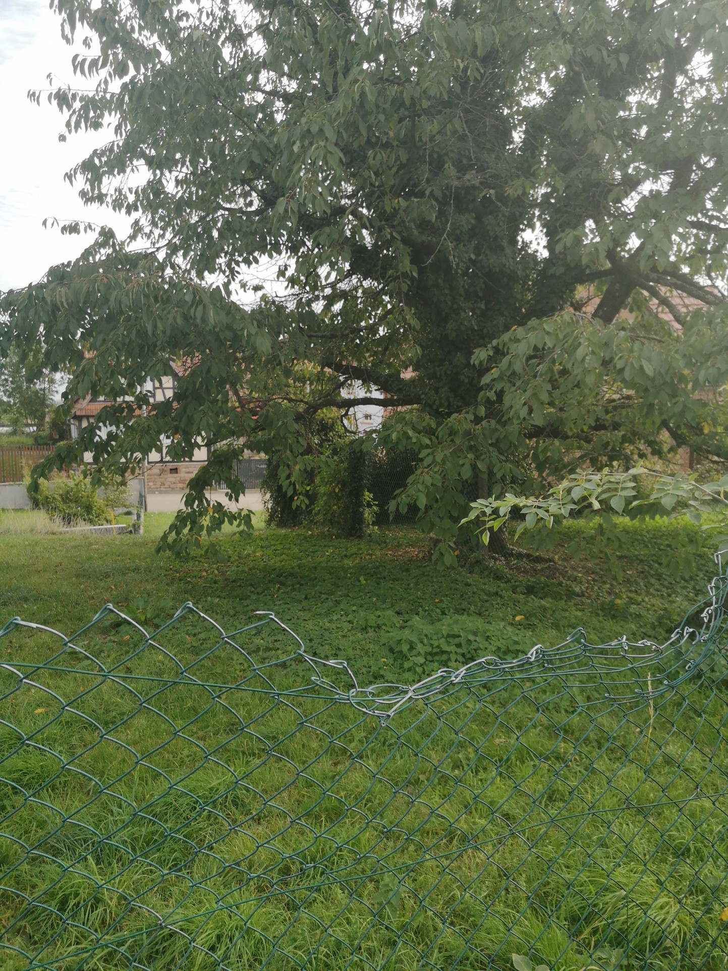 Vente Terrain à Surbourg 0 pièce