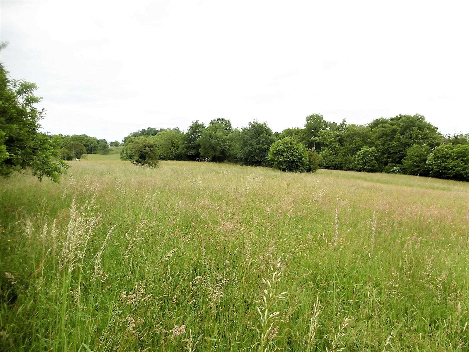 Vente Terrain à Vignols 0 pièce