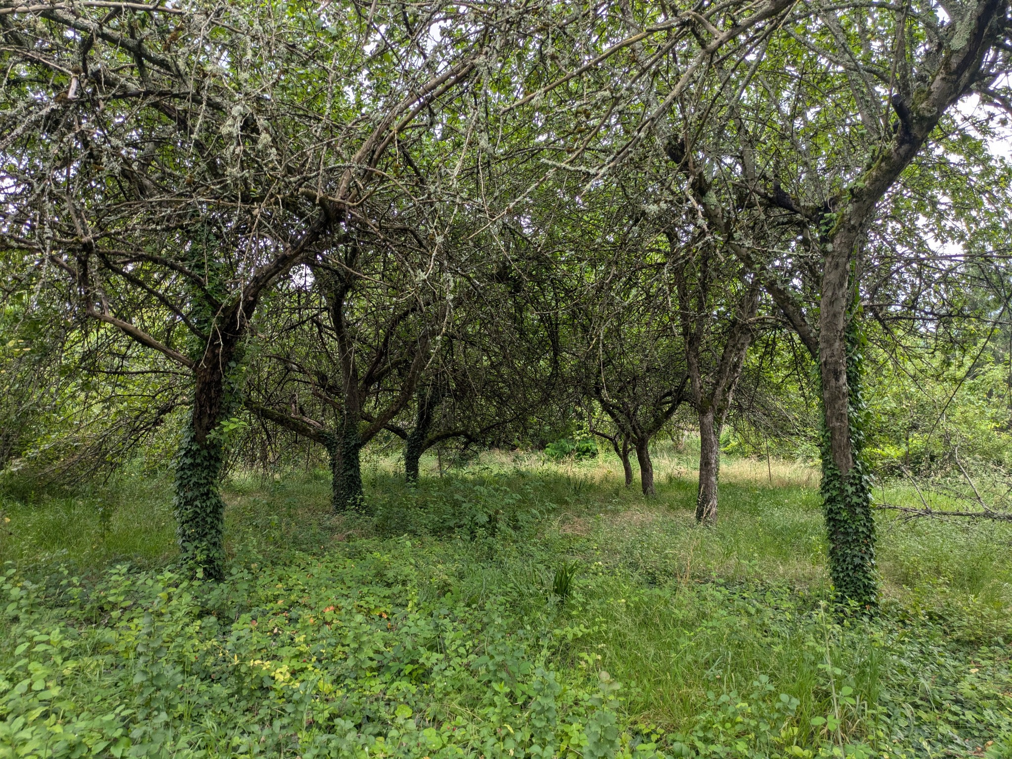 Vente Terrain à Challuy 0 pièce