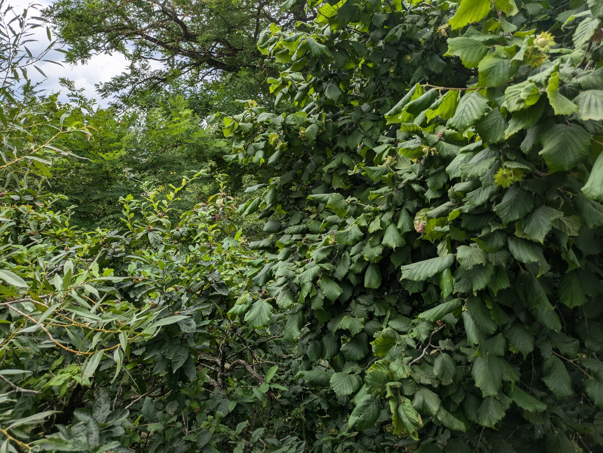 Vente Terrain à Challuy 0 pièce