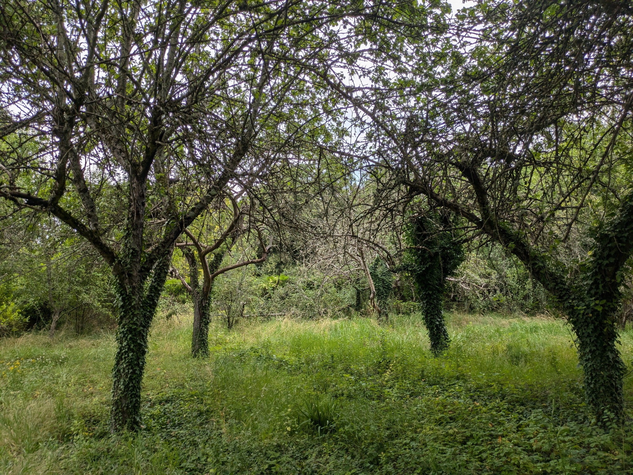 Vente Terrain à Challuy 0 pièce