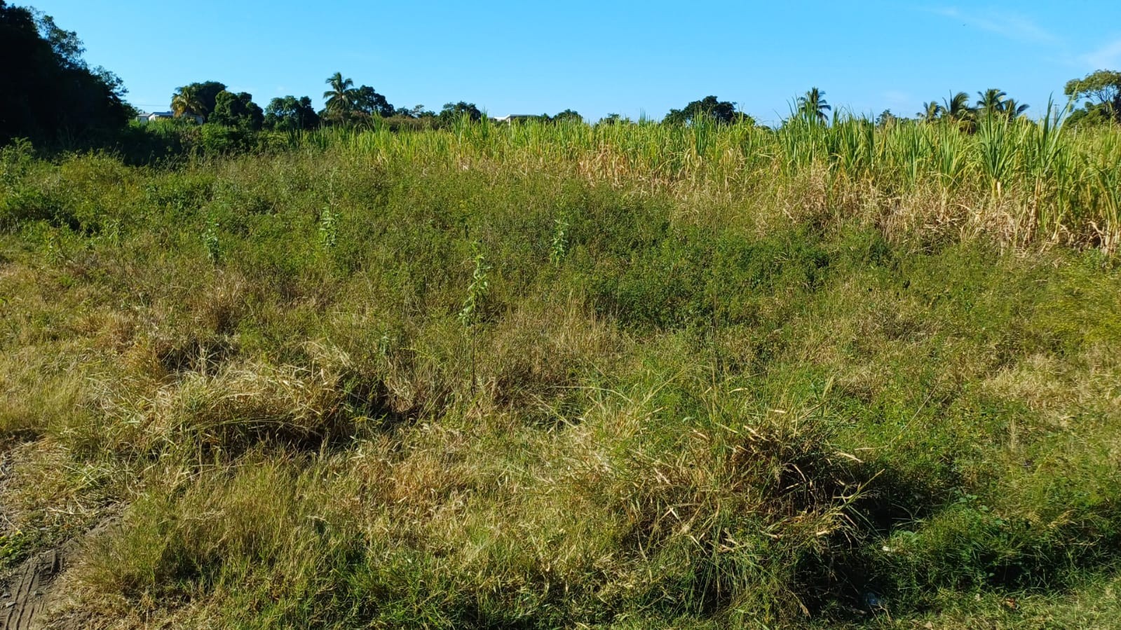 Vente Terrain à Saint-Louis 0 pièce