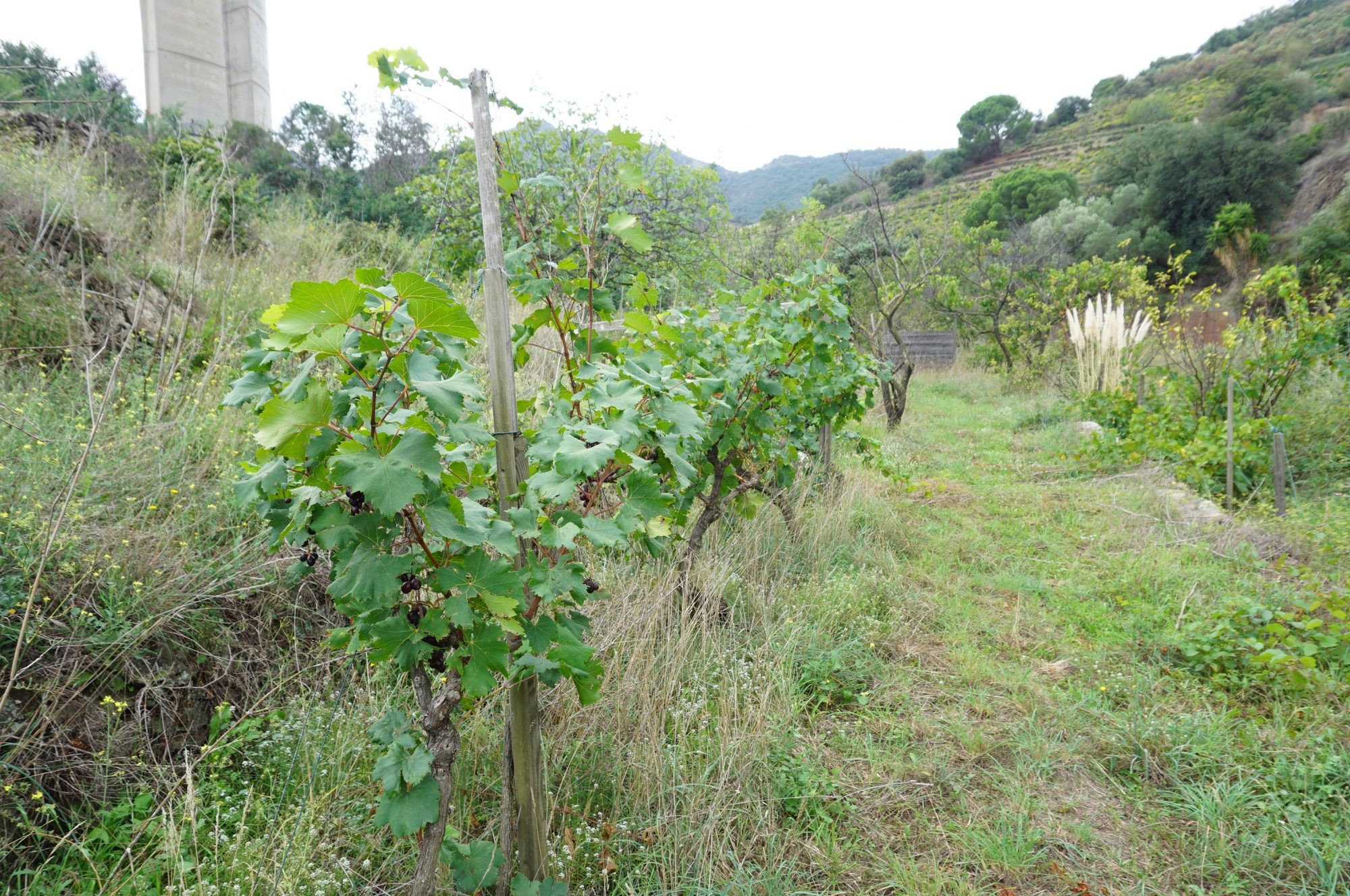 Vente Terrain à Collioure 0 pièce