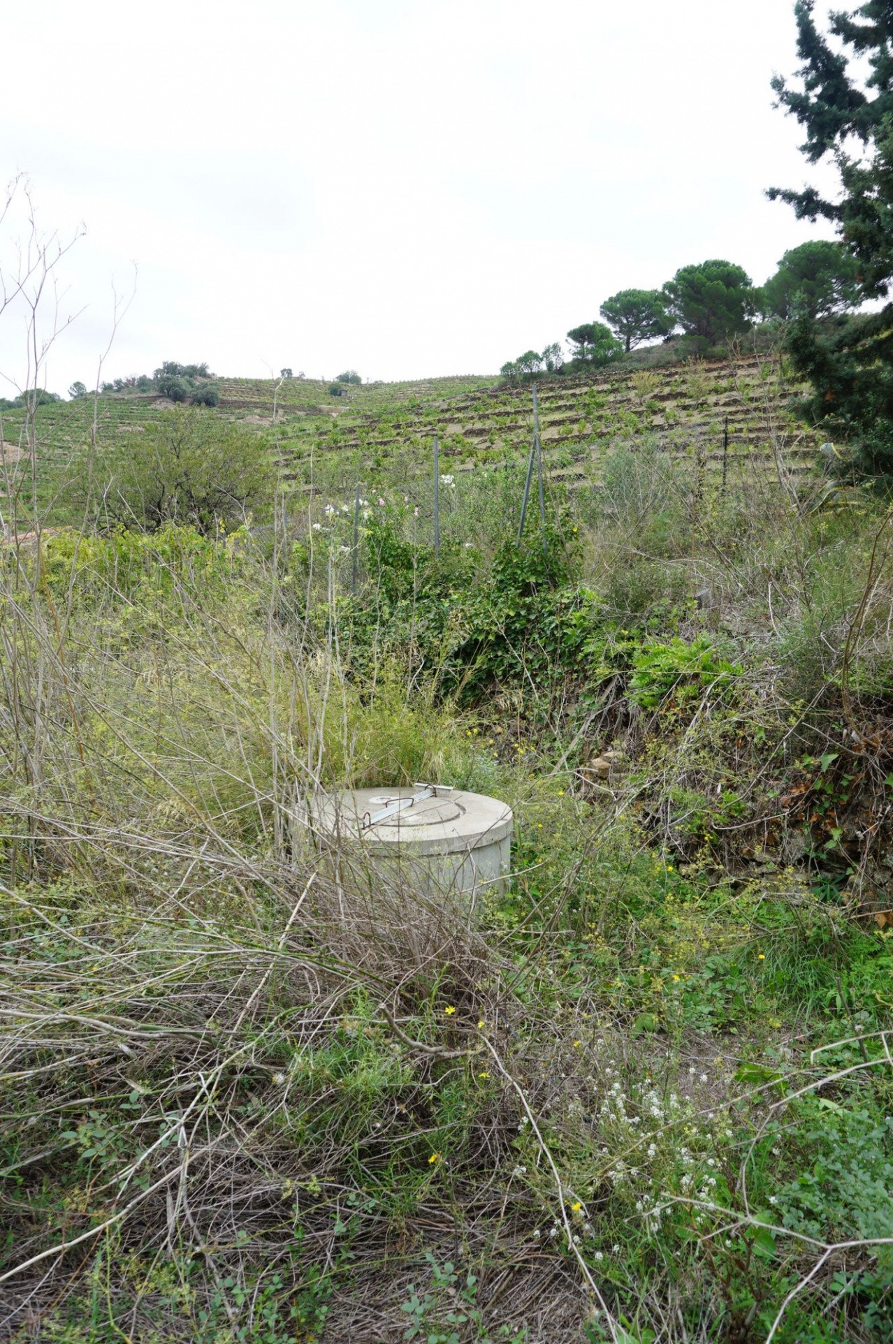 Vente Terrain à Collioure 0 pièce