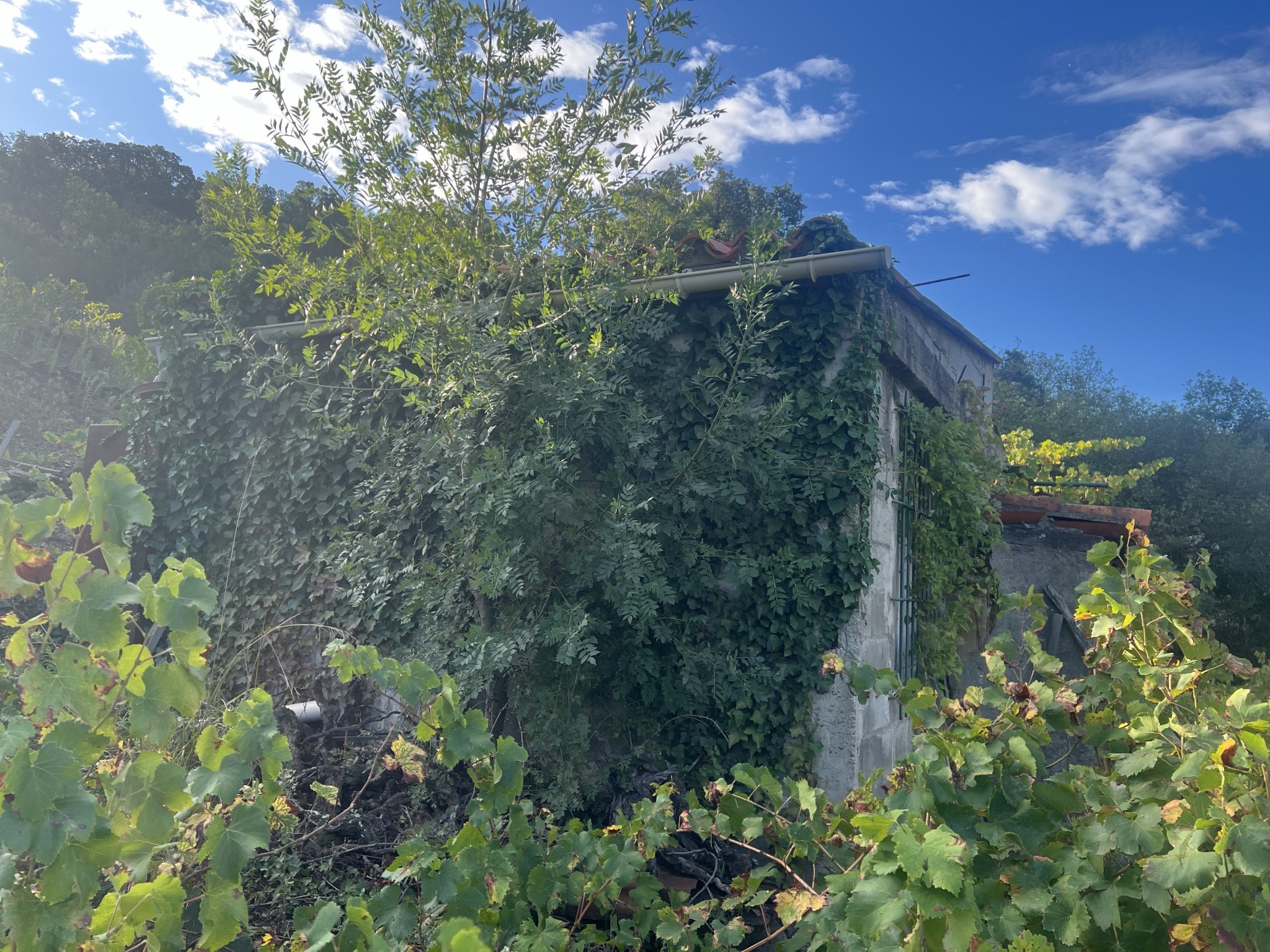 Vente Terrain à Collioure 0 pièce