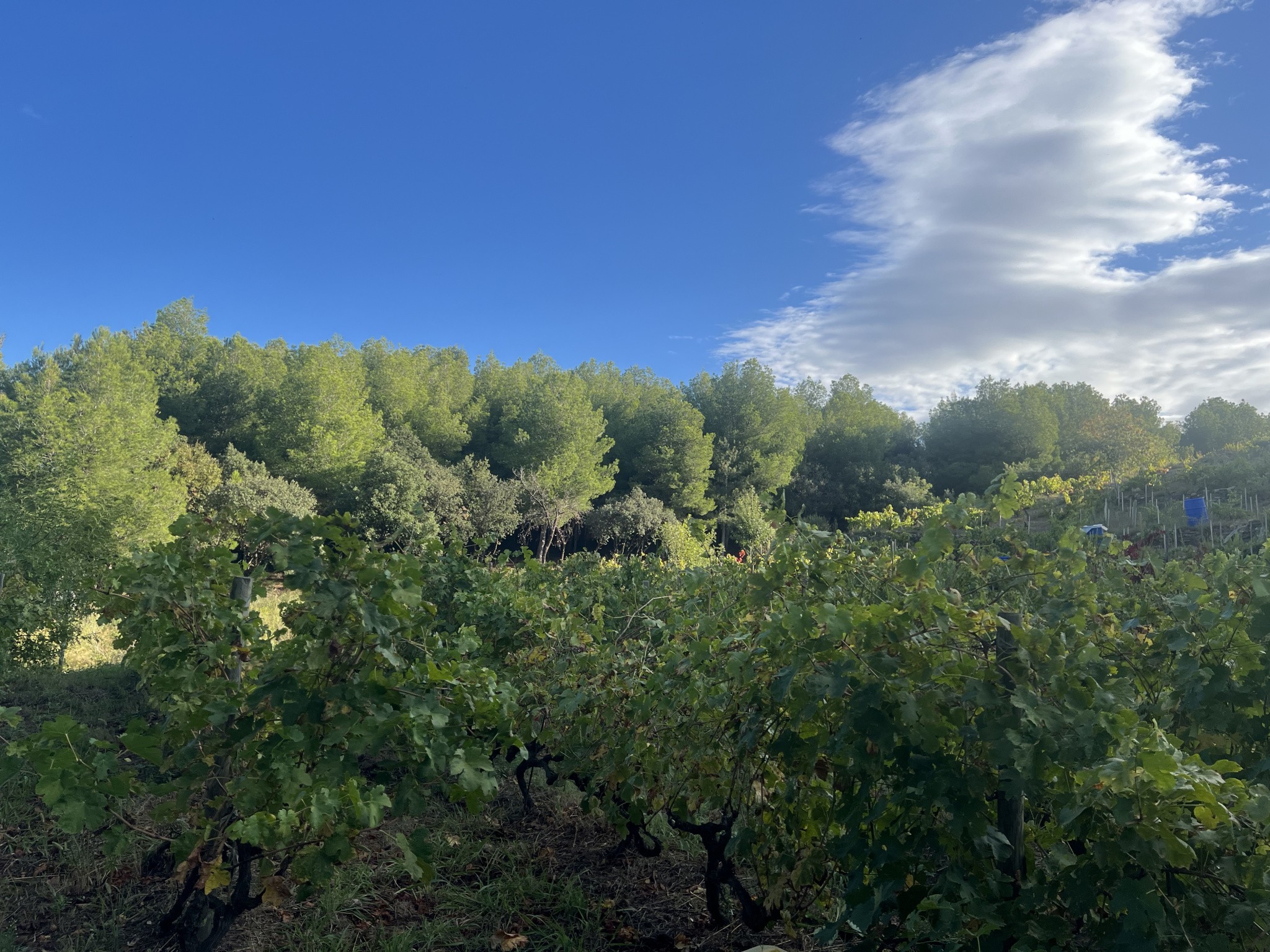 Vente Terrain à Collioure 0 pièce