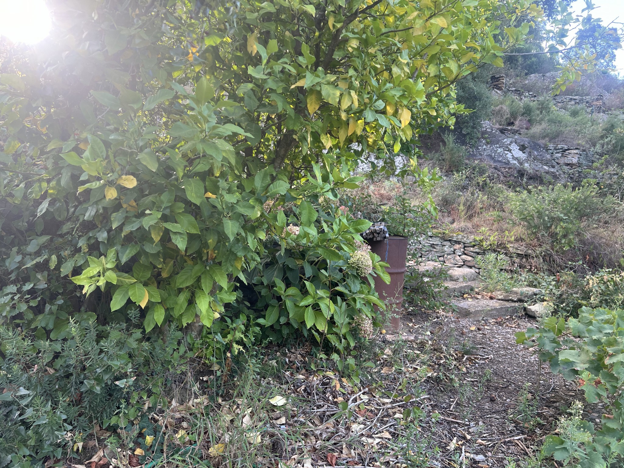 Vente Terrain à Collioure 0 pièce