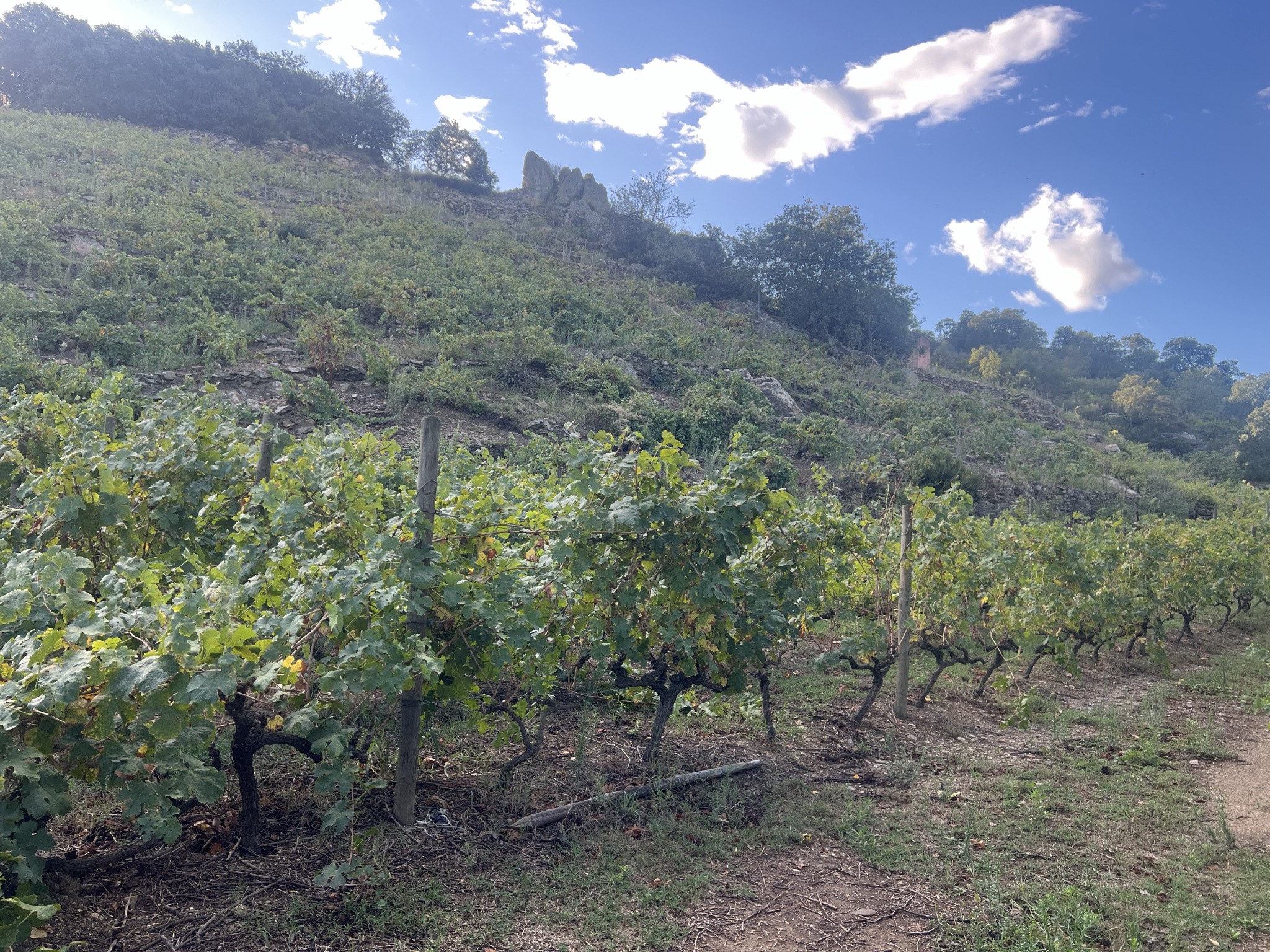 Vente Terrain à Collioure 0 pièce