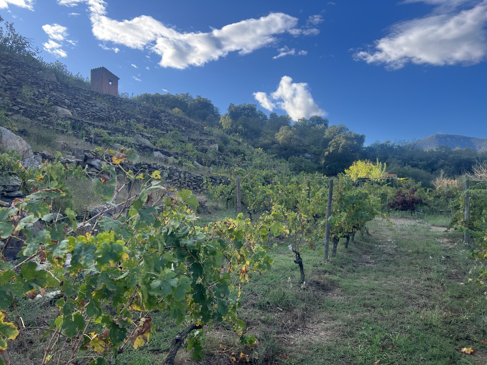 Vente Terrain à Collioure 0 pièce