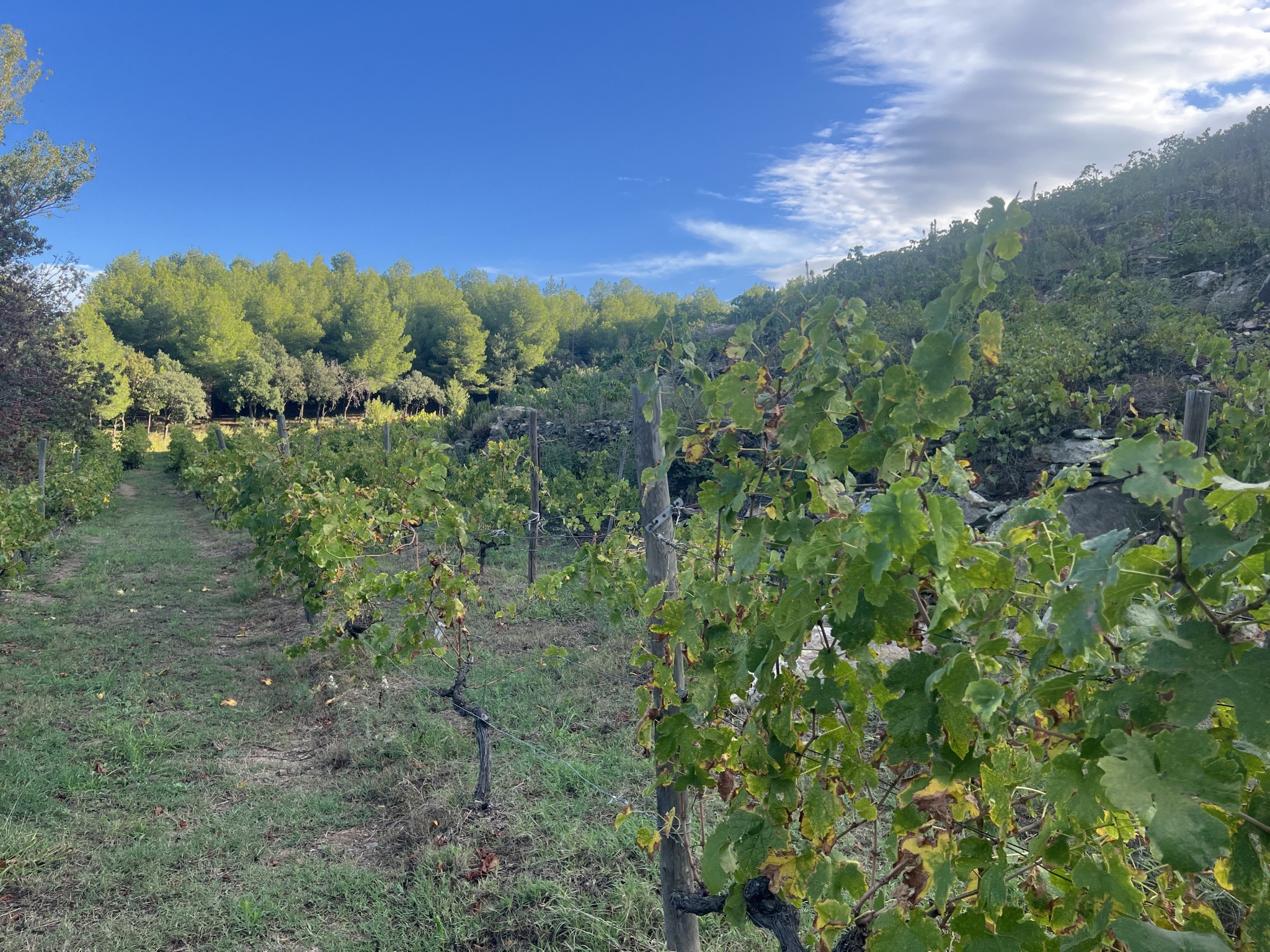 Vente Terrain à Collioure 0 pièce