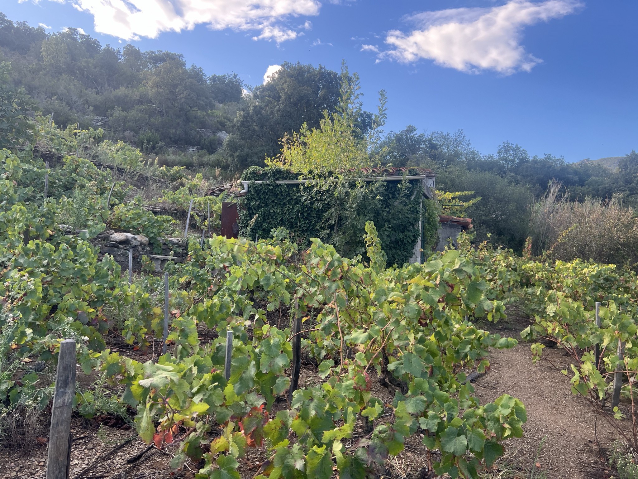 Vente Terrain à Collioure 0 pièce