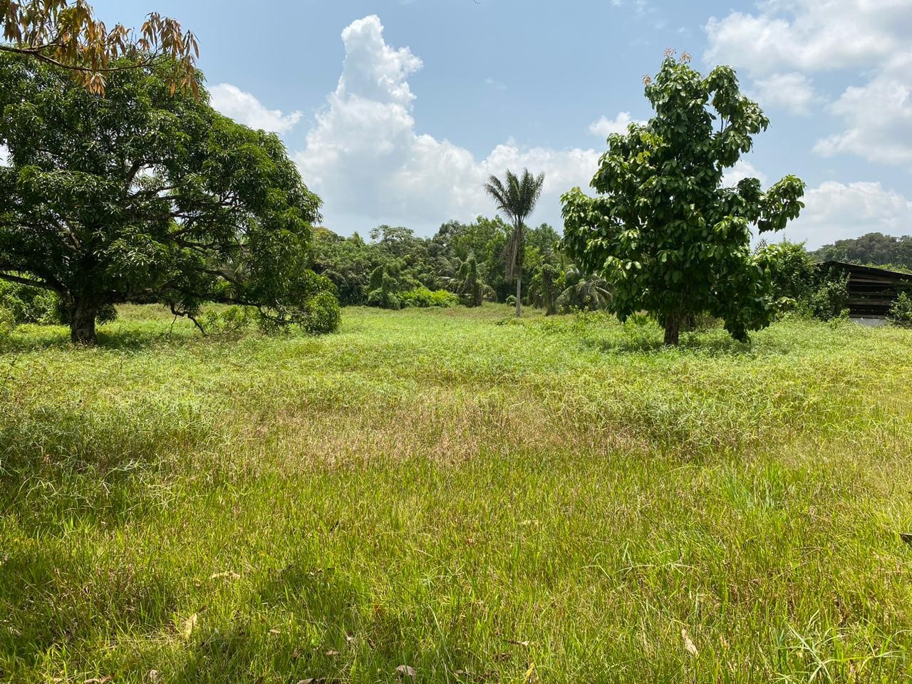 Vente Terrain à Macouria 0 pièce