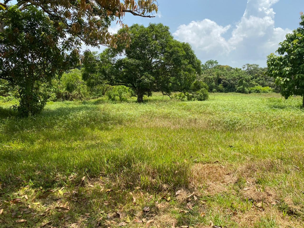 Vente Terrain à Macouria 0 pièce