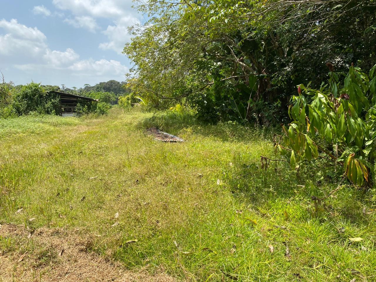 Vente Terrain à Macouria 0 pièce