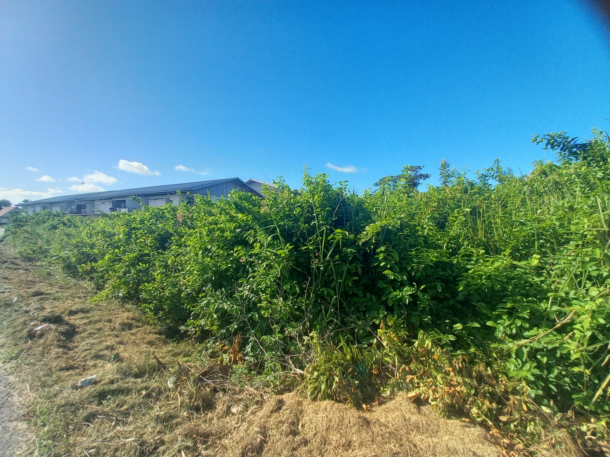 Vente Terrain à Macouria 0 pièce