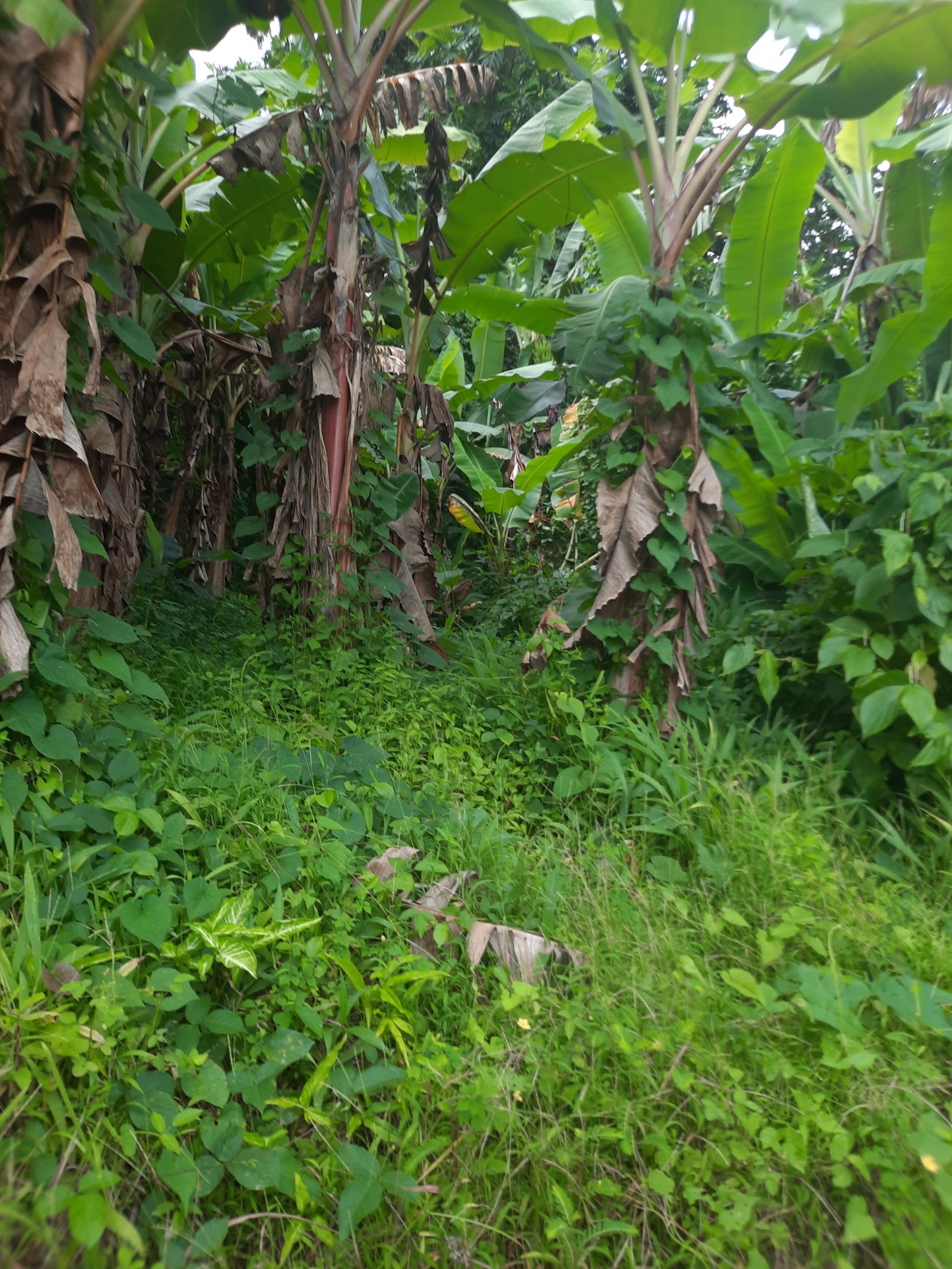 Vente Terrain à le Lorrain 0 pièce