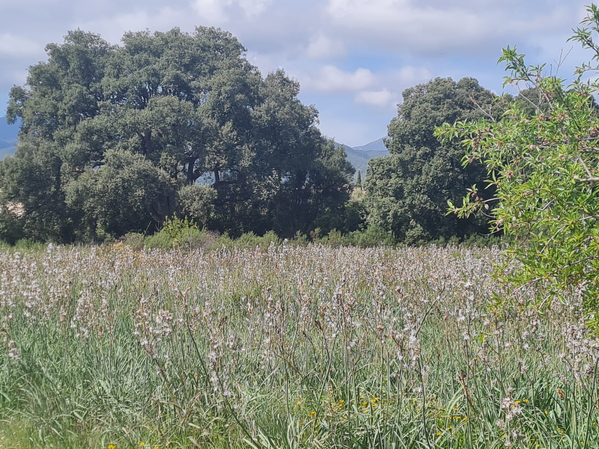 Vente Terrain à Ghisonaccia 0 pièce