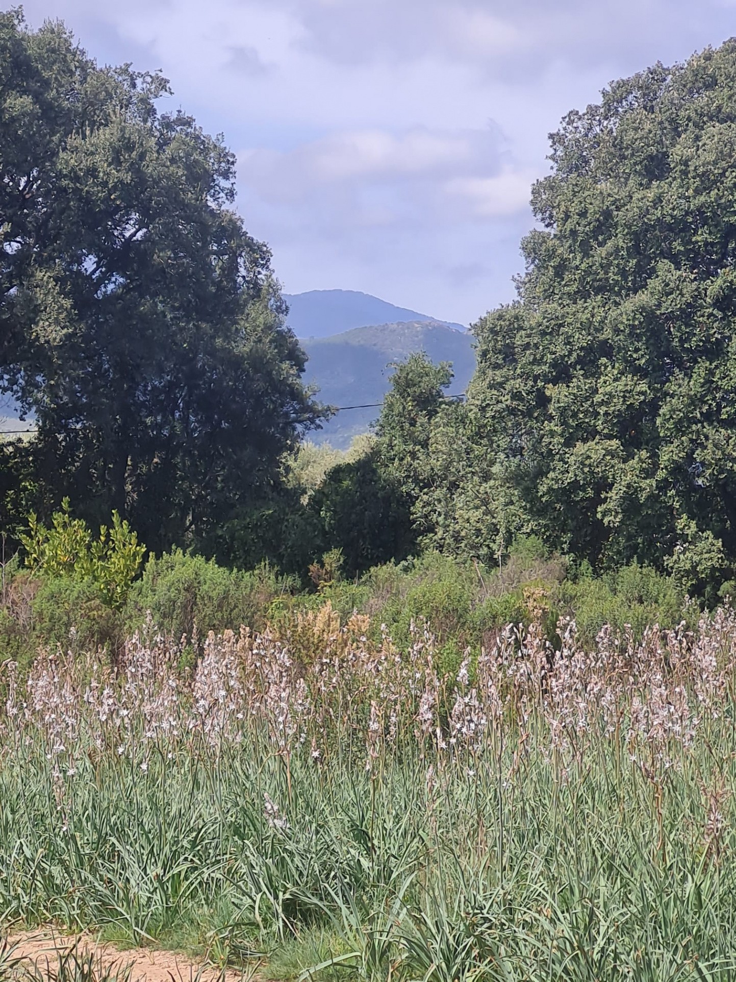 Vente Terrain à Ghisonaccia 0 pièce