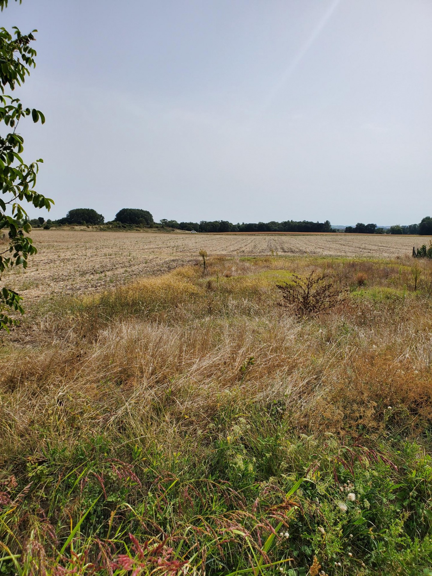 Vente Terrain à Meschers-sur-Gironde 0 pièce