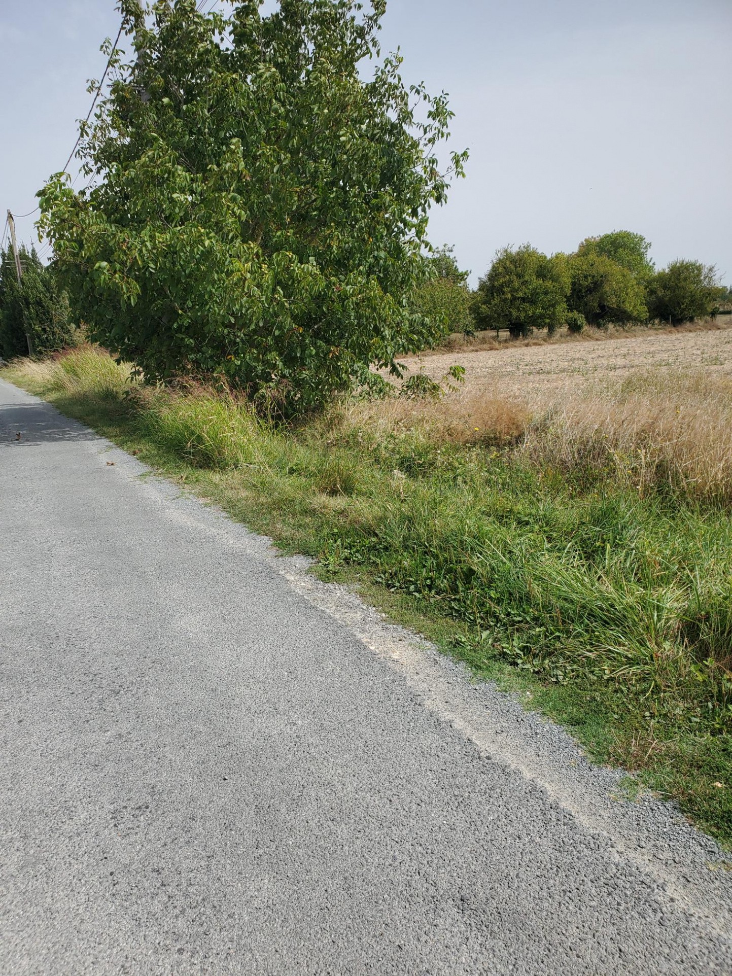 Vente Terrain à Meschers-sur-Gironde 0 pièce