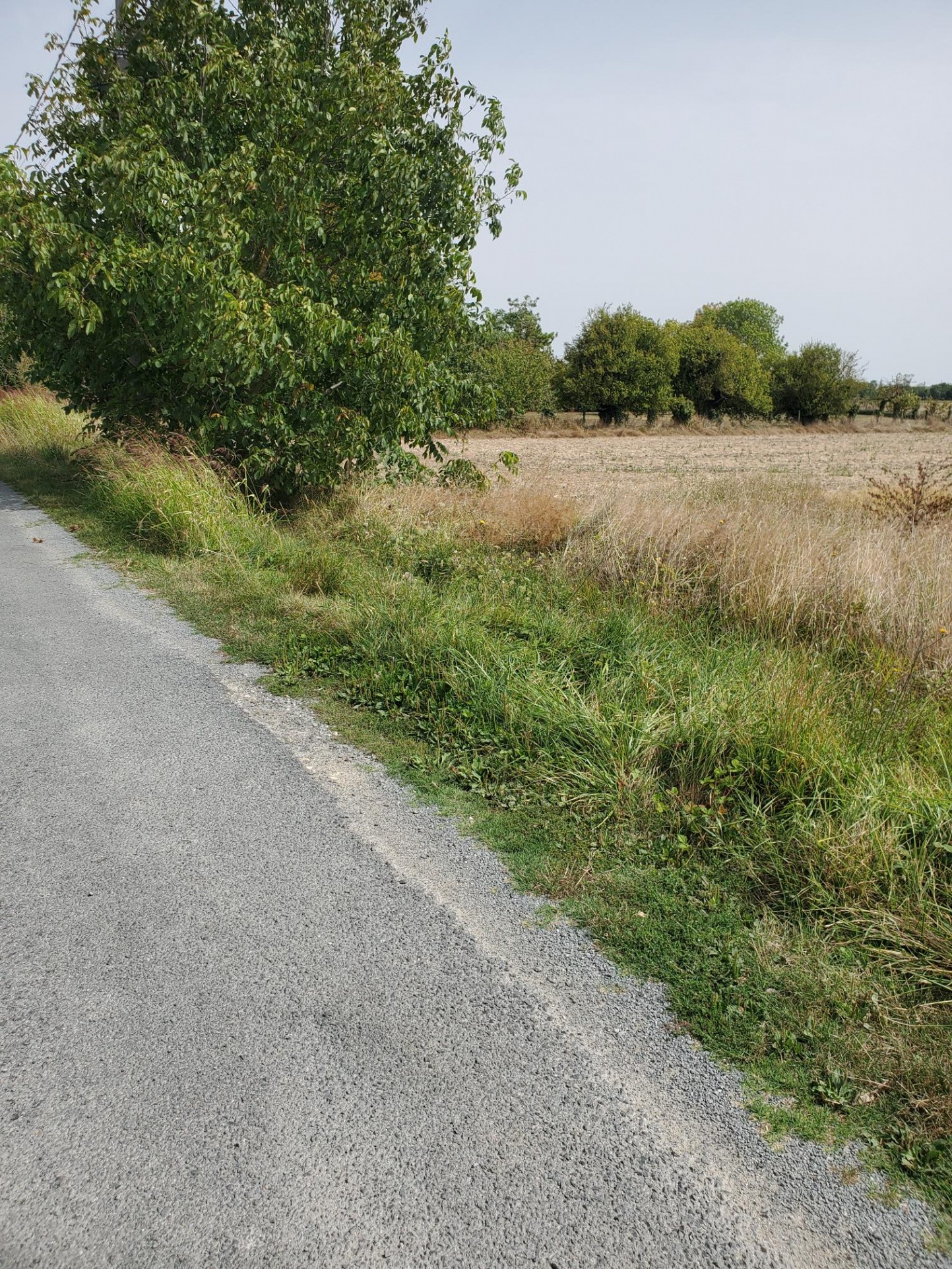 Vente Terrain à Meschers-sur-Gironde 0 pièce