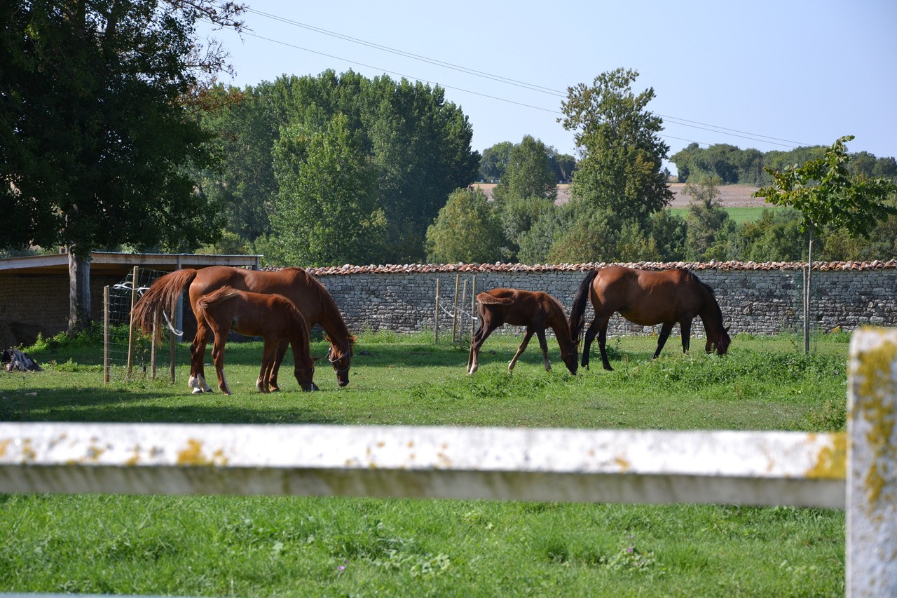 Vente Maison à Aulnay 10 pièces