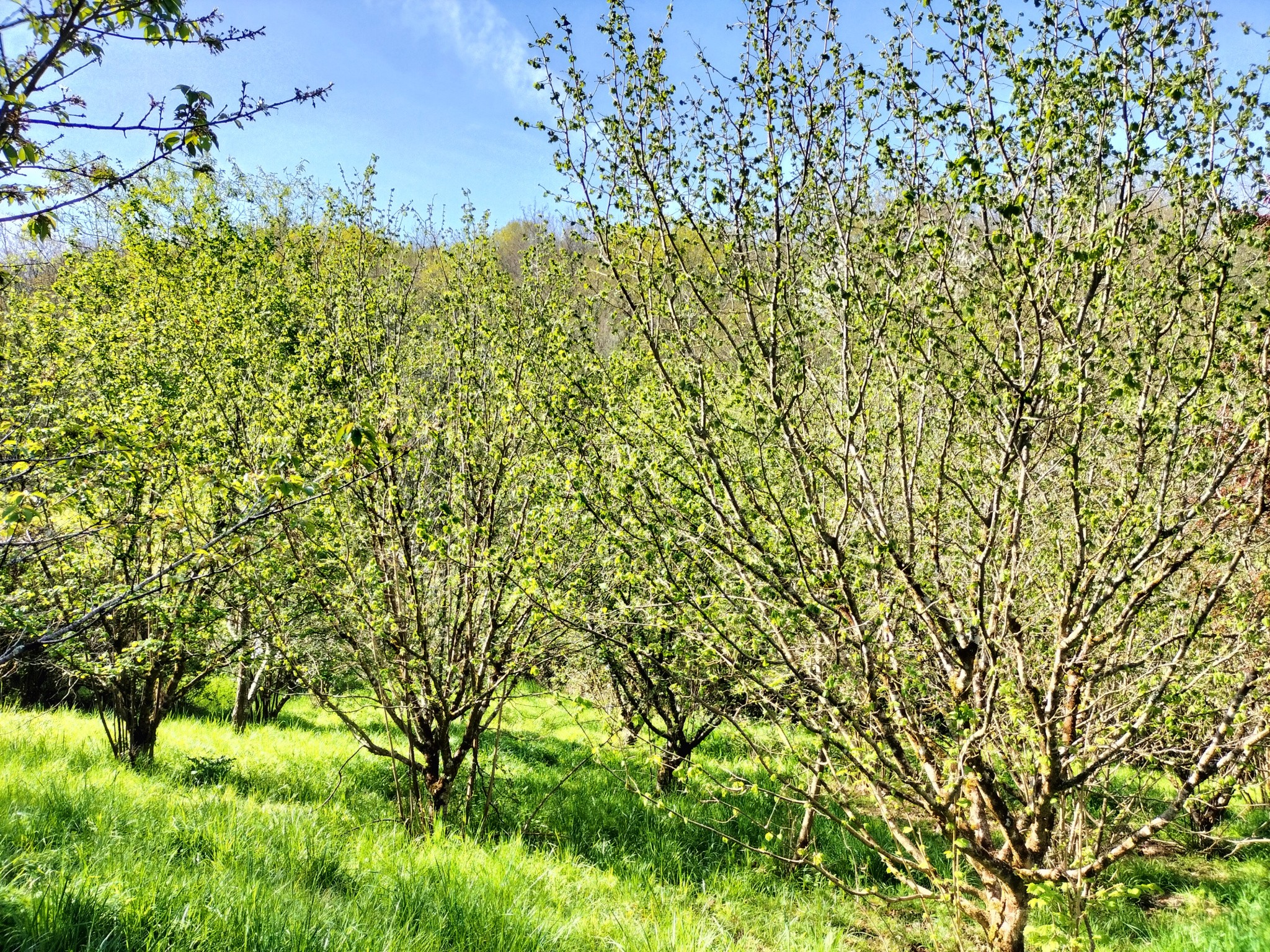 Vente Maison à Mirande 6 pièces